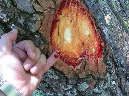 sap from bark on the kiat tree